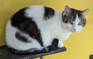 Photo chat RIO